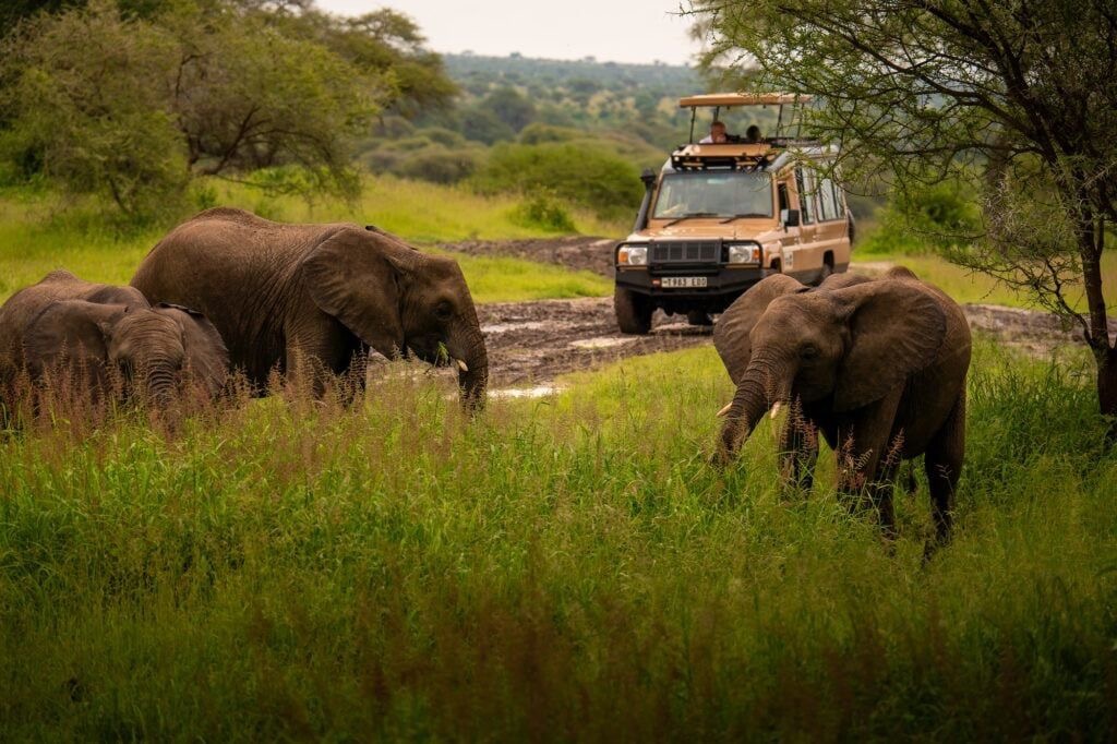 Serengeti Safari